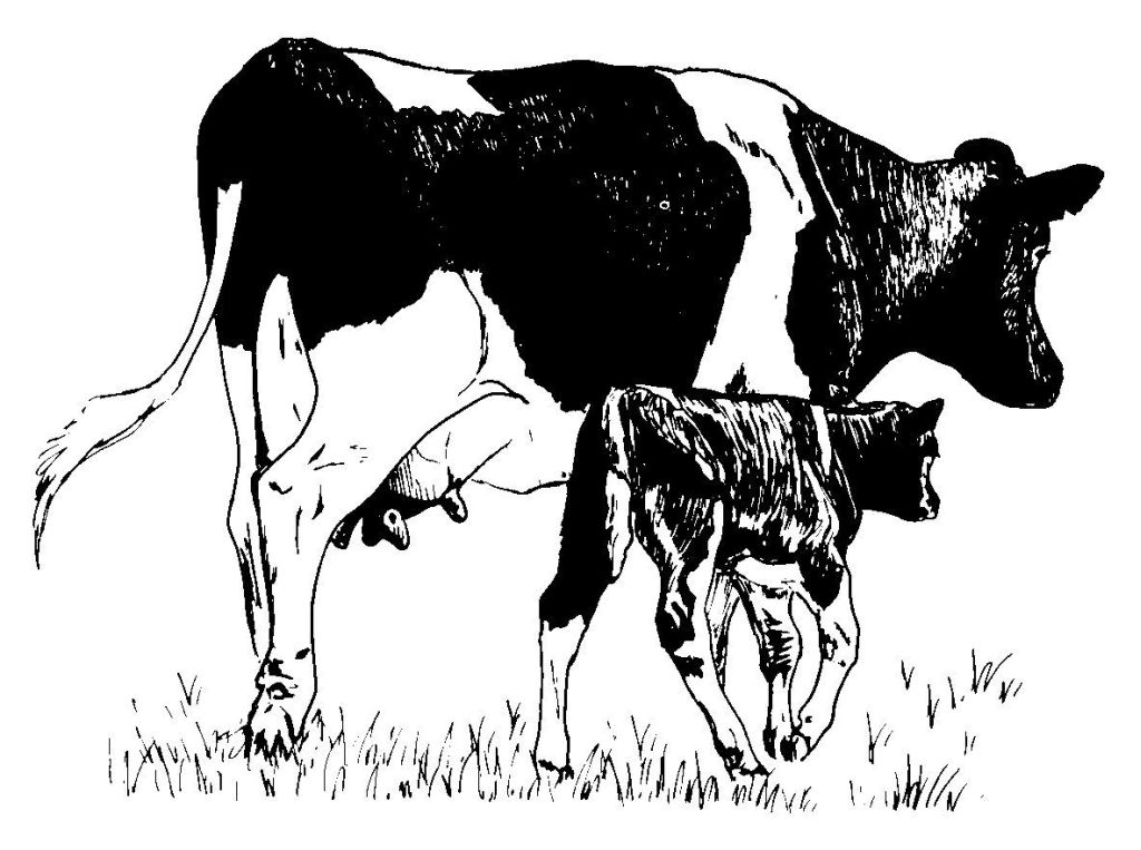 Раскраска: корова (Животные) #13345 - Бесплатные раскраски для печати