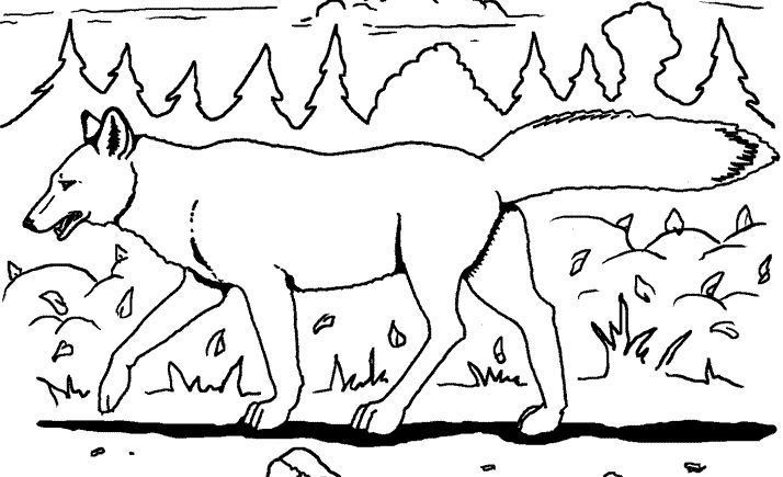 Раскраска: койот (Животные) #4498 - Бесплатные раскраски для печати