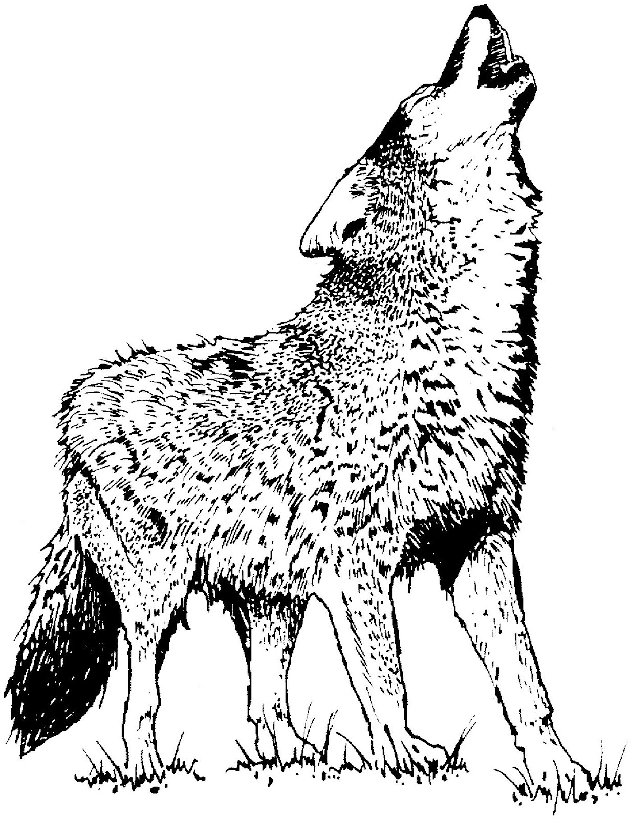 Раскраска: койот (Животные) #4542 - Бесплатные раскраски для печати
