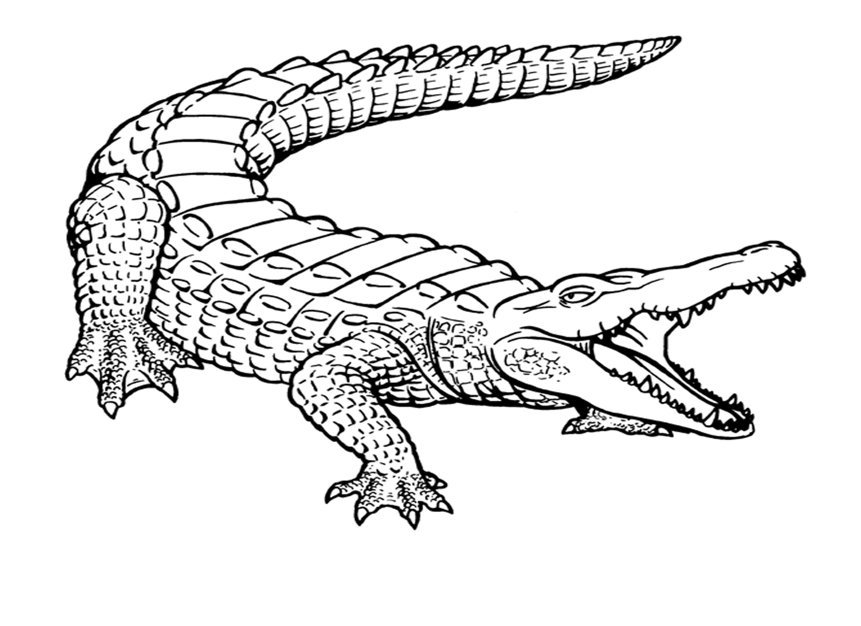 Раскраска: крокодил (Животные) #4800 - Бесплатные раскраски для печати