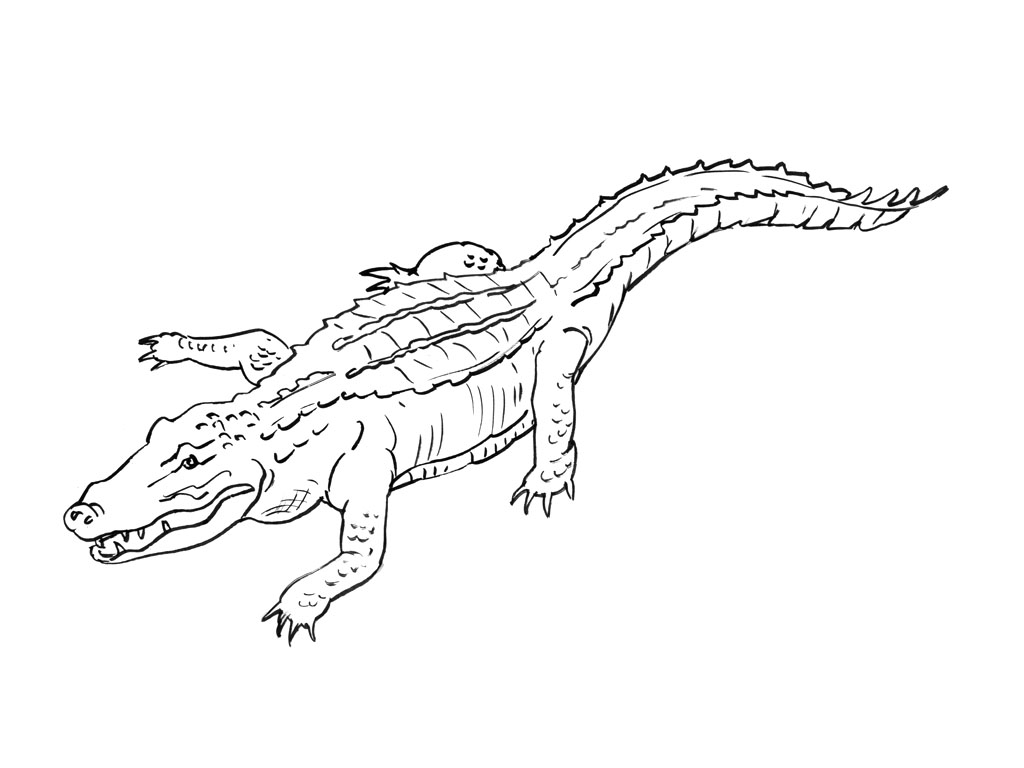 Раскраска: крокодил (Животные) #4802 - Бесплатные раскраски для печати