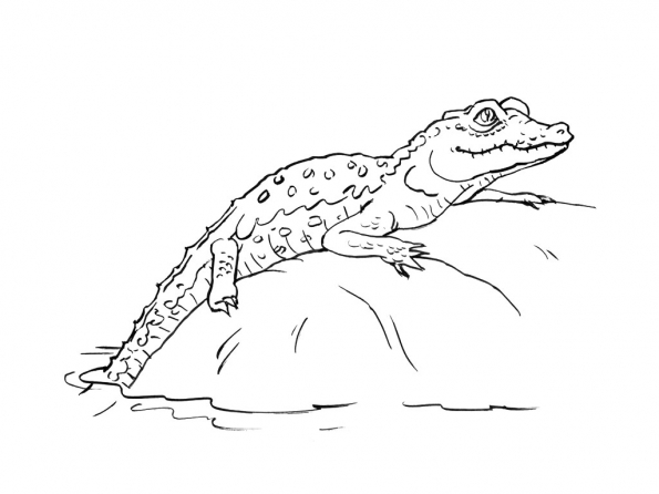 Раскраска: крокодил (Животные) #4808 - Бесплатные раскраски для печати