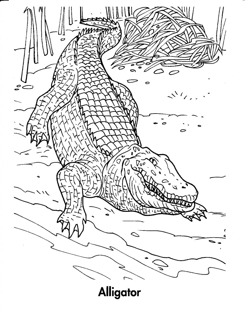Раскраска: крокодил (Животные) #4825 - Бесплатные раскраски для печати