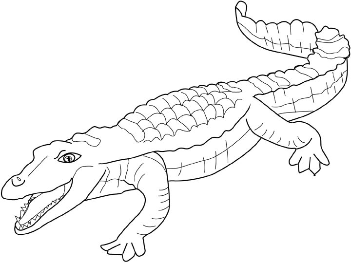 Раскраска: крокодил (Животные) #4829 - Бесплатные раскраски для печати