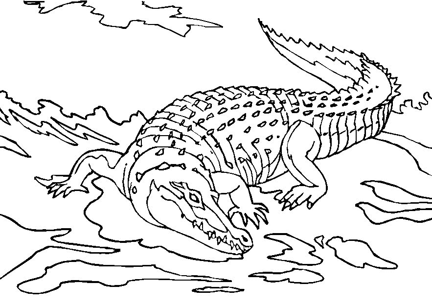 Раскраска: крокодил (Животные) #4833 - Бесплатные раскраски для печати