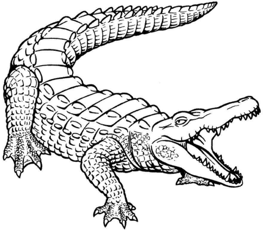 Раскраска Рождение крокодила