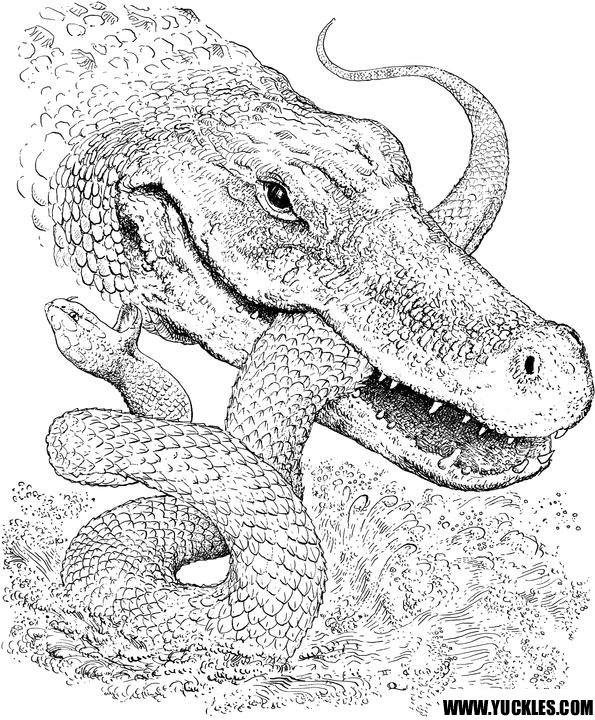 Раскраска: крокодил (Животные) #4854 - Бесплатные раскраски для печати