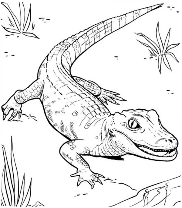 Раскраска: крокодил (Животные) #4903 - Бесплатные раскраски для печати