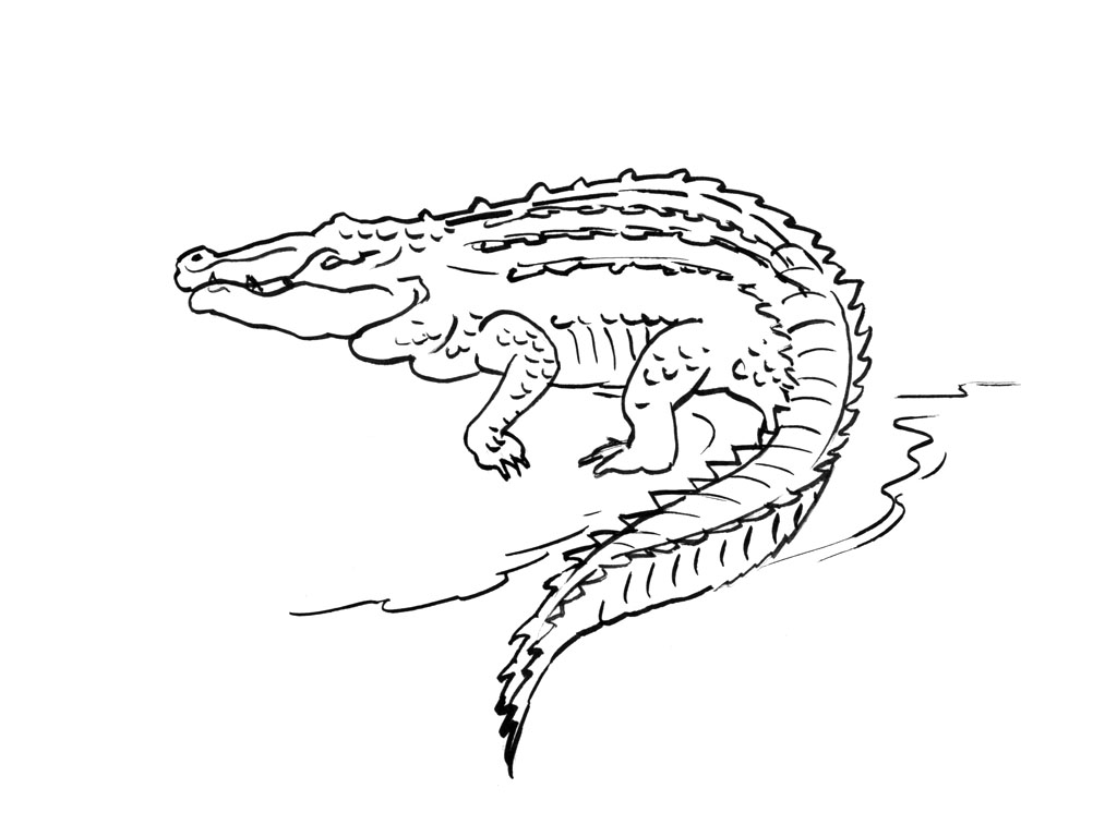 Раскраска: крокодил (Животные) #4909 - Бесплатные раскраски для печати