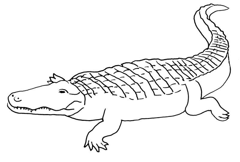 Раскраска: крокодил (Животные) #4950 - Бесплатные раскраски для печати