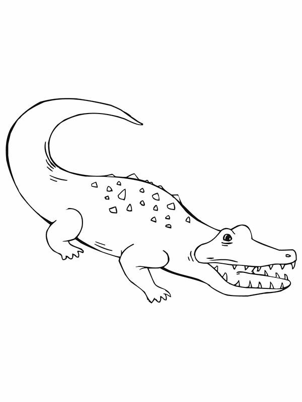Раскраска: крокодил (Животные) #4961 - Бесплатные раскраски для печати