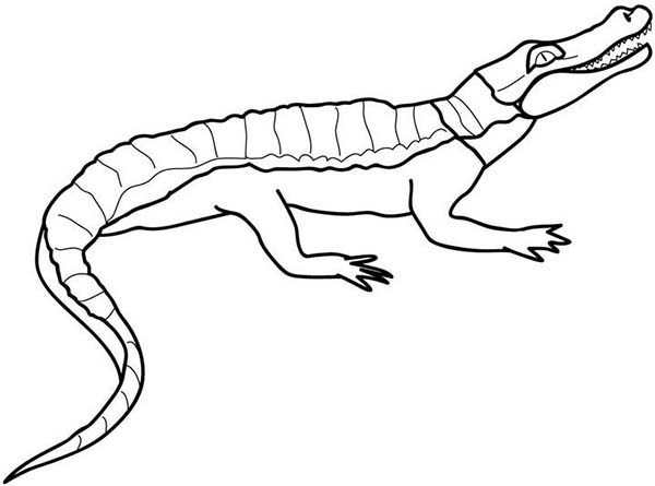 Раскраска: крокодил (Животные) #4972 - Бесплатные раскраски для печати