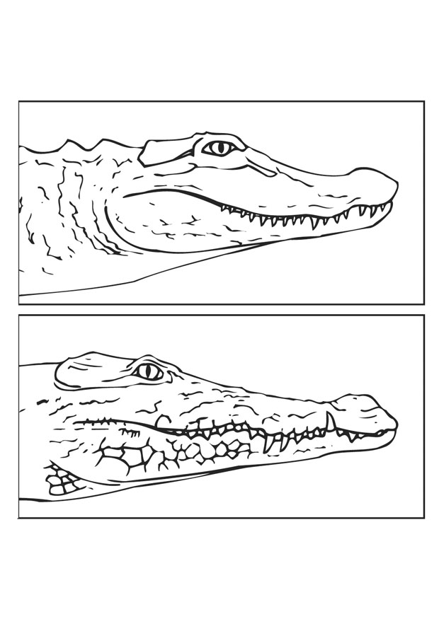 Раскраска: крокодил (Животные) #4978 - Бесплатные раскраски для печати