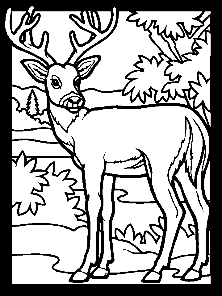 Раскраска: косуля (Животные) #2577 - Бесплатные раскраски для печати