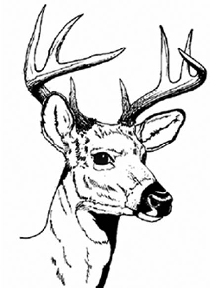 Раскраска: косуля (Животные) #2580 - Бесплатные раскраски для печати