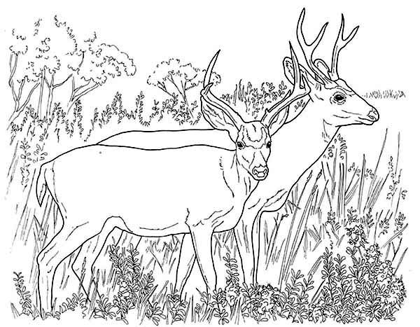 Раскраска: косуля (Животные) #2623 - Бесплатные раскраски для печати