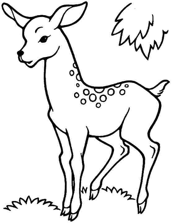 Раскраска: косуля (Животные) #2627 - Бесплатные раскраски для печати