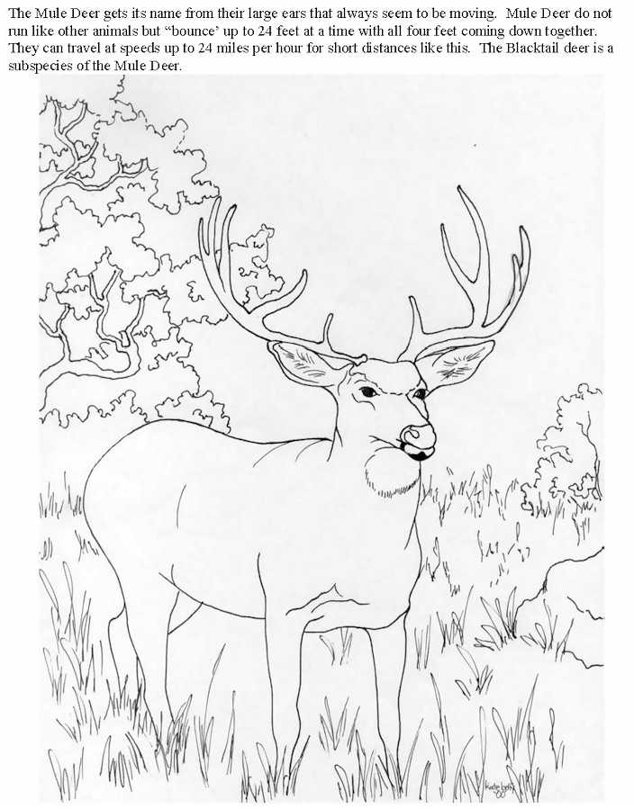Раскраска: косуля (Животные) #2630 - Бесплатные раскраски для печати