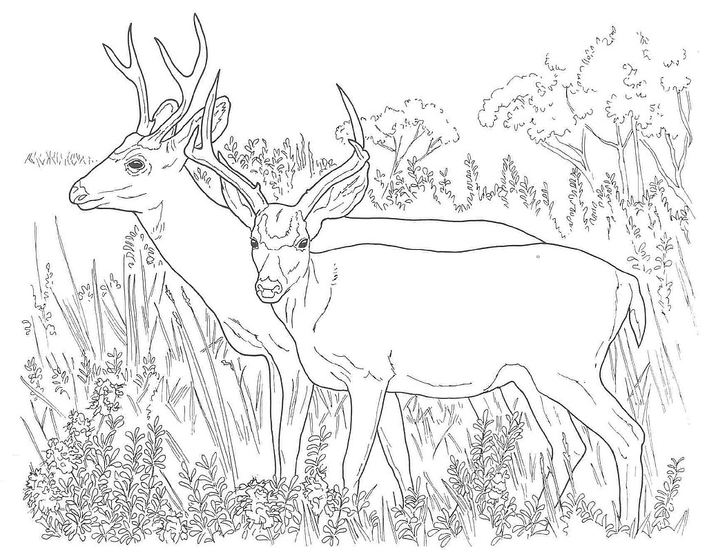Раскраска: косуля (Животные) #2632 - Бесплатные раскраски для печати