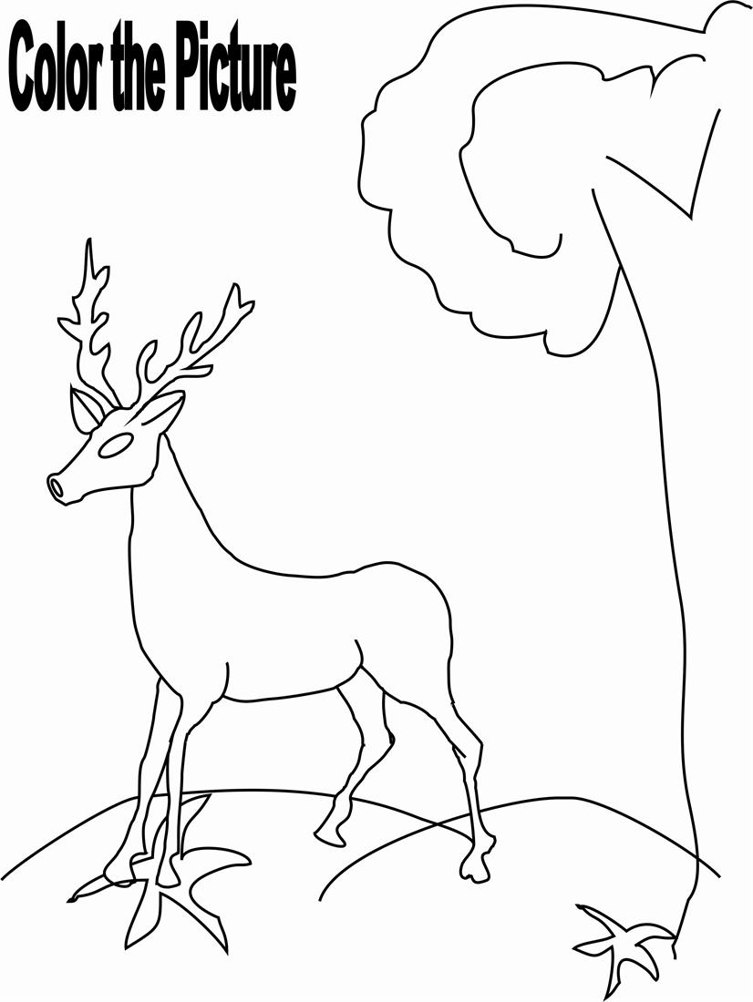 Раскраска: косуля (Животные) #2725 - Бесплатные раскраски для печати