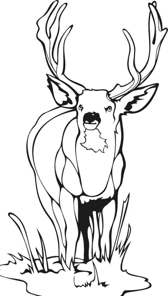 Раскраска: косуля (Животные) #2750 - Бесплатные раскраски для печати