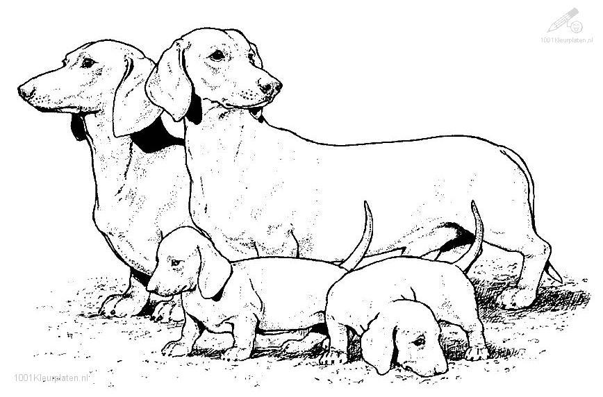 Раскраска: собака (Животные) #3099 - Бесплатные раскраски для печати