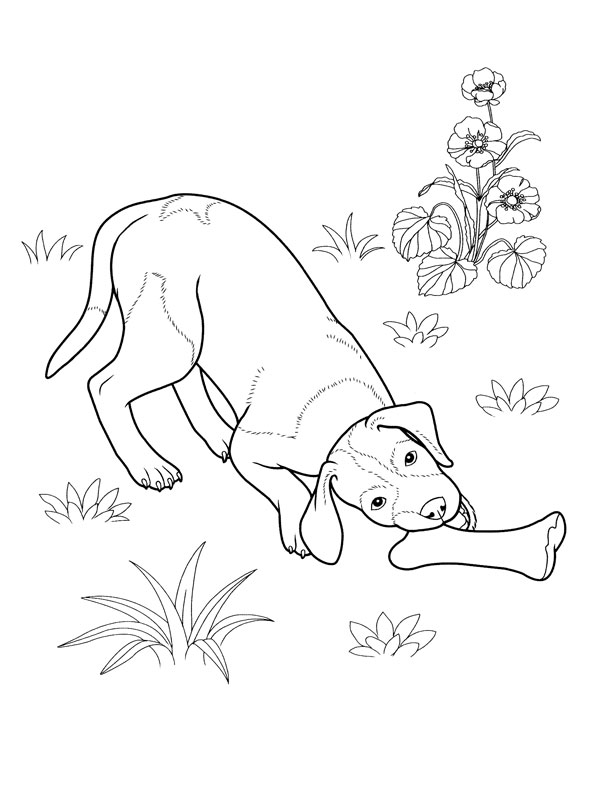 Раскраска: собака (Животные) #3117 - Бесплатные раскраски для печати