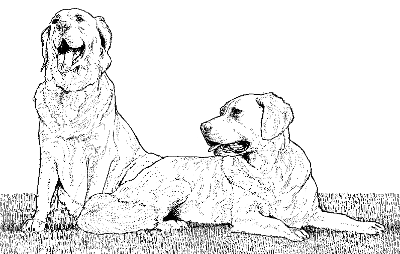 Раскраска: собака (Животные) #3134 - Бесплатные раскраски для печати