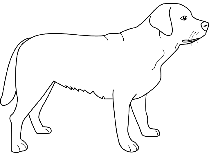 Раскраска: собака (Животные) #43 - Бесплатные раскраски для печати
