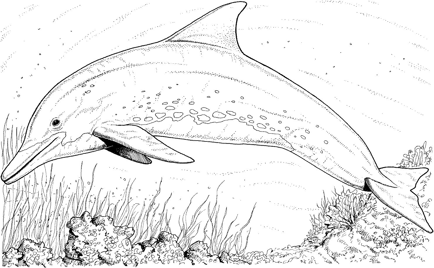 Раскраска: дельфин (Животные) #5092 - Бесплатные раскраски для печати