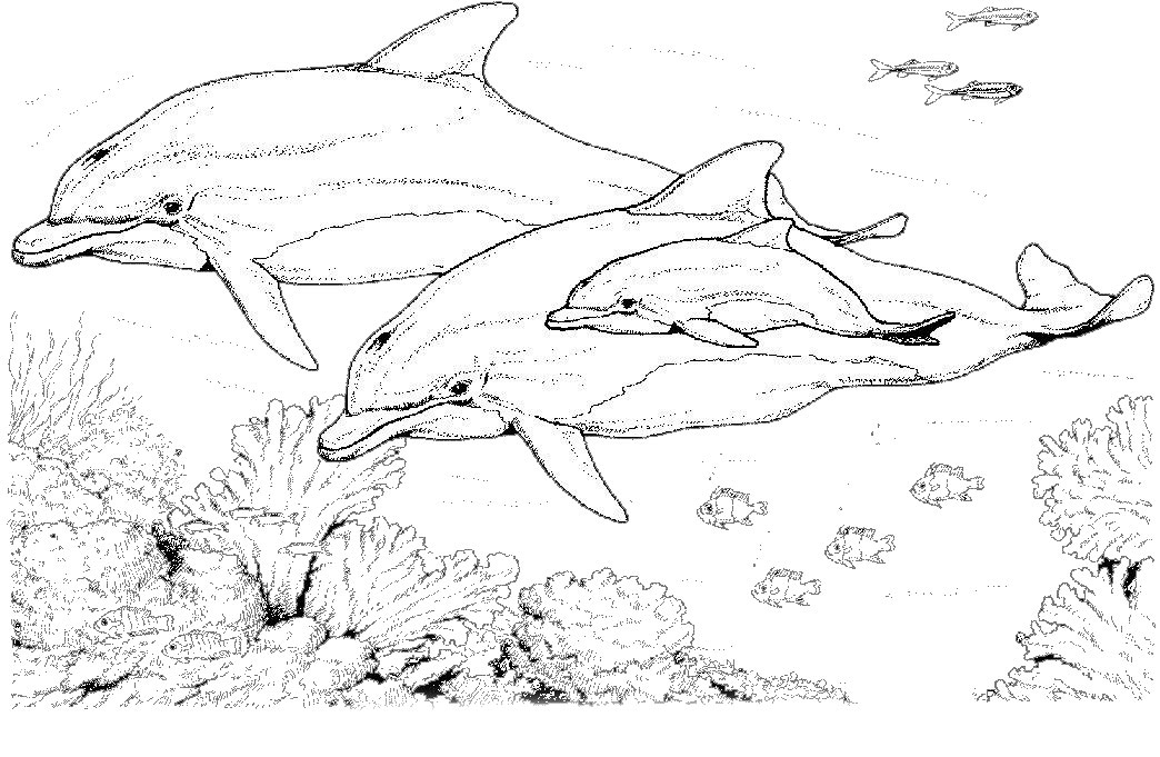 Раскраска: дельфин (Животные) #5168 - Бесплатные раскраски для печати