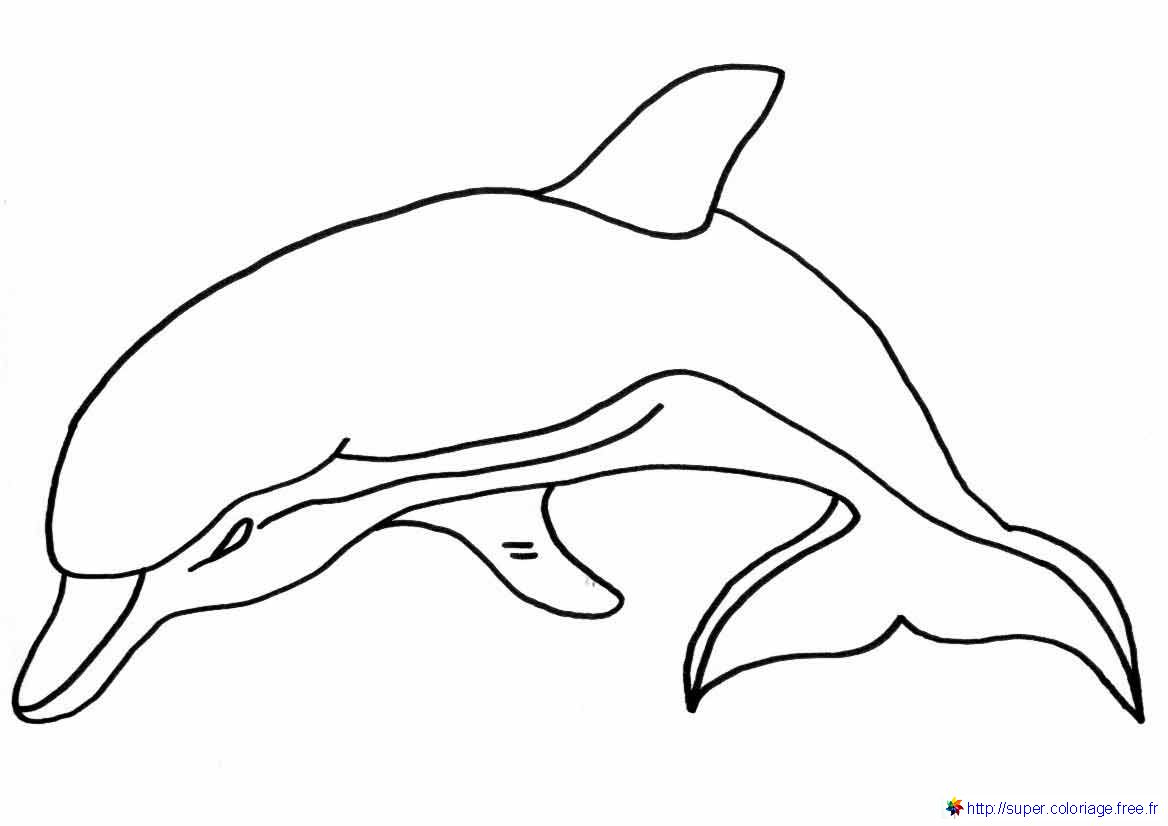 Распечатать раскраски с водными животными. Рисунки водных животных, картинки водных животных