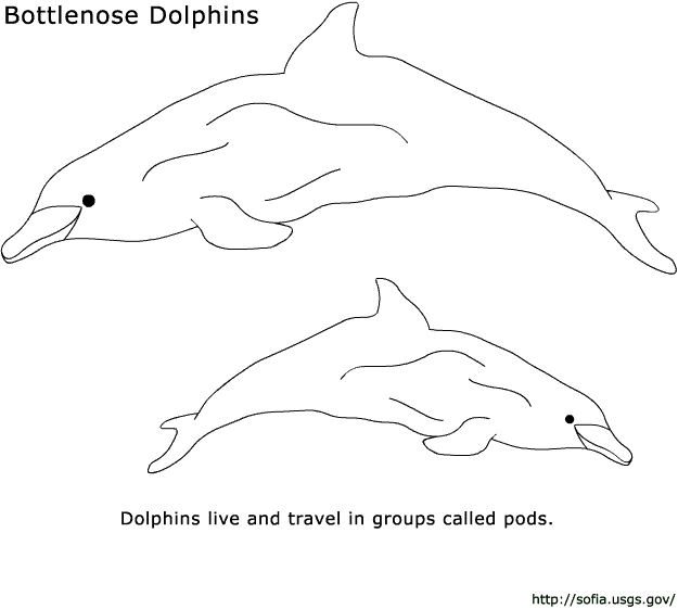 Раскраска: дельфин (Животные) #5189 - Бесплатные раскраски для печати