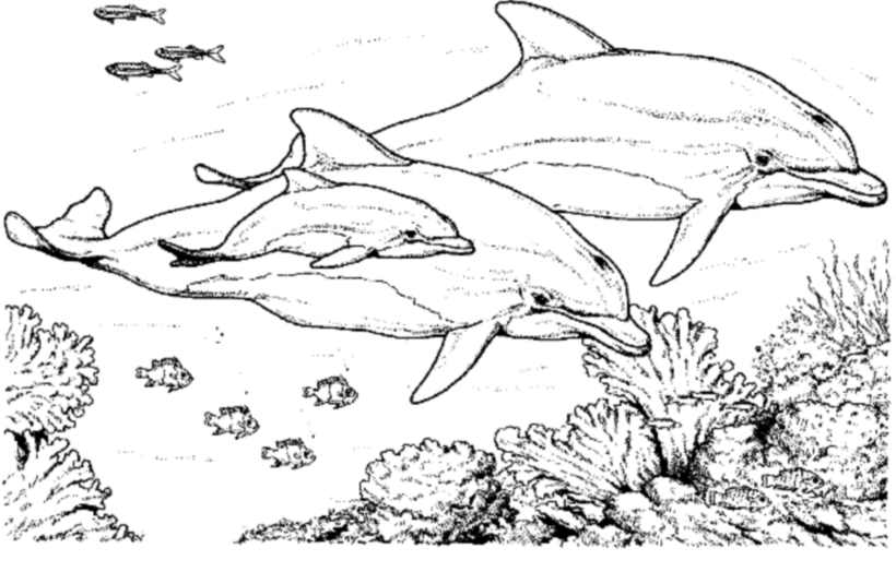 Раскраска: дельфин (Животные) #5195 - Бесплатные раскраски для печати