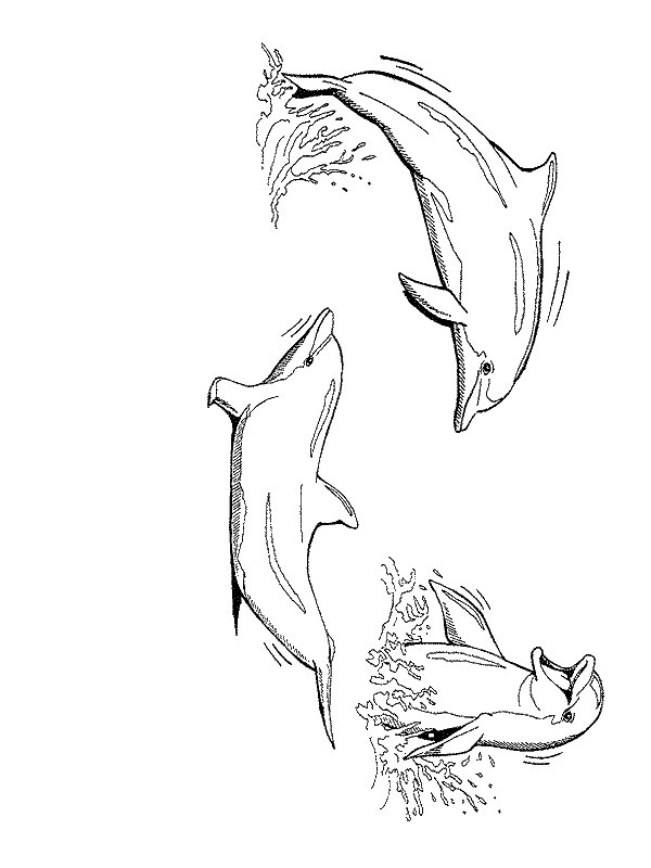 Раскраска: дельфин (Животные) #5215 - Бесплатные раскраски для печати