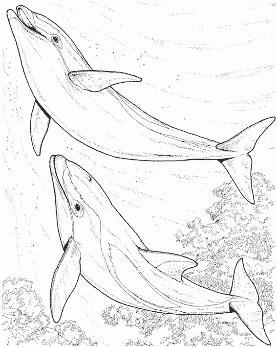 Раскраска: дельфин (Животные) #5216 - Бесплатные раскраски для печати