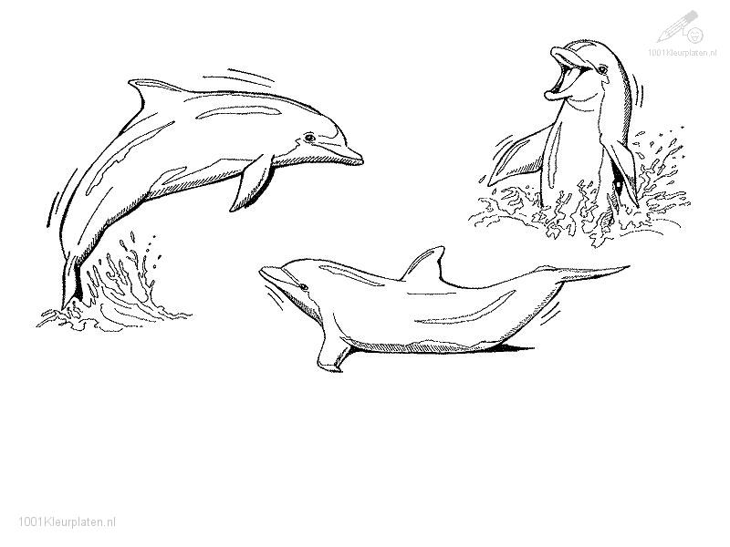 Раскраска: дельфин (Животные) #5230 - Бесплатные раскраски для печати
