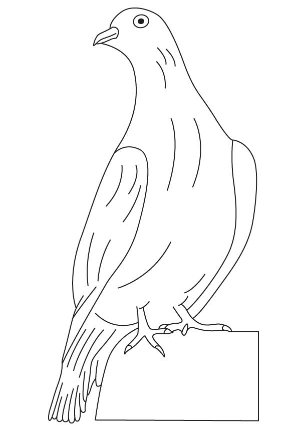 Раскраска: голубь (Животные) #3929 - Бесплатные раскраски для печати