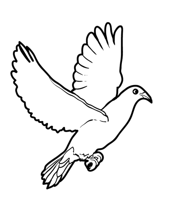 Раскраска: голубь (Животные) #4011 - Бесплатные раскраски для печати