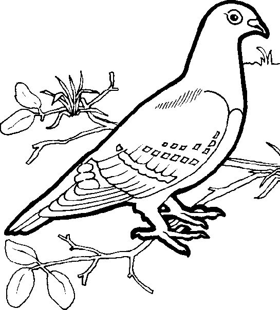 Раскраска: голубь (Животные) #4020 - Бесплатные раскраски для печати
