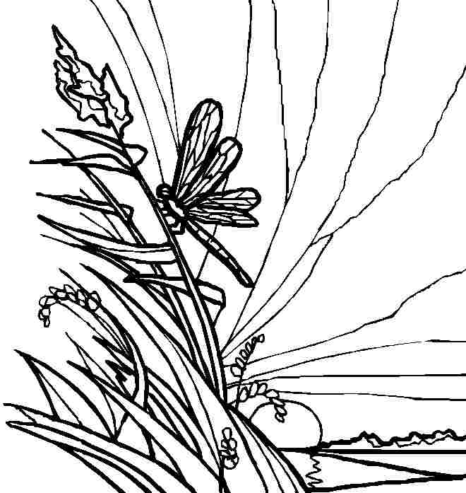 Раскраска: стрекоза (Животные) #10039 - Бесплатные раскраски для печати