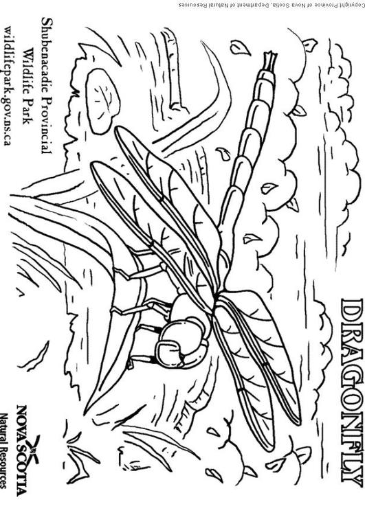 Раскраска: стрекоза (Животные) #9948 - Бесплатные раскраски для печати