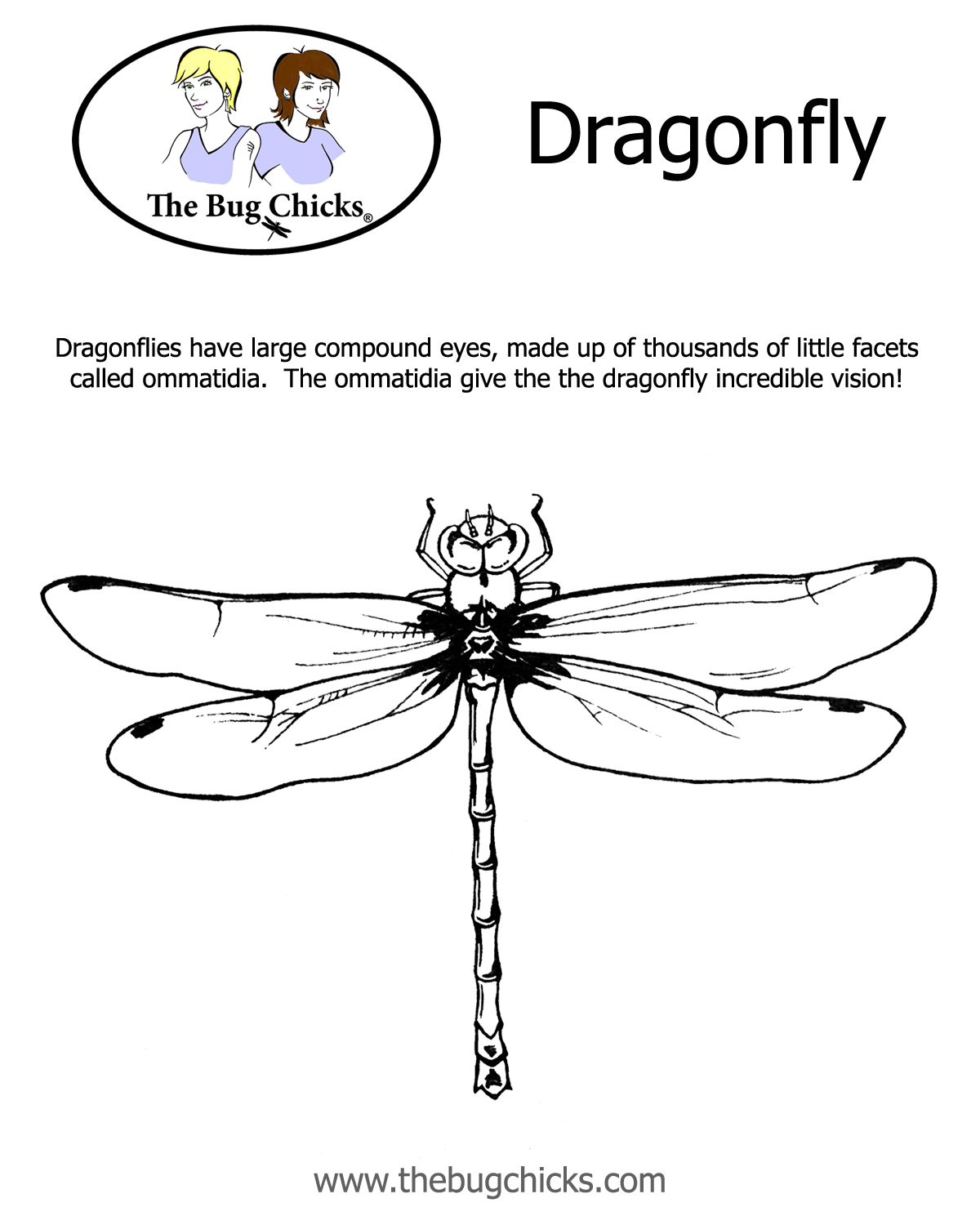 Dragonfly Worksheet