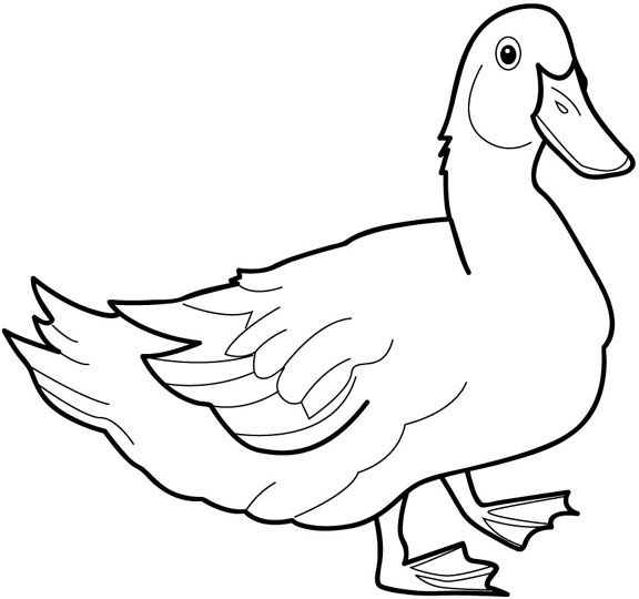 Раскраска: утка (Животные) #1452 - Бесплатные раскраски для печати