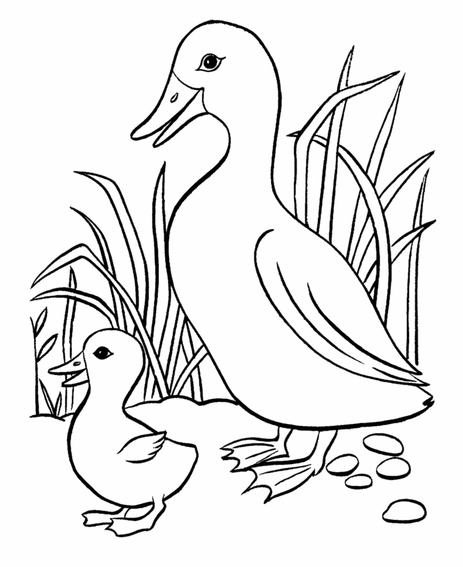 Раскраска: утка (Животные) #1471 - Бесплатные раскраски для печати