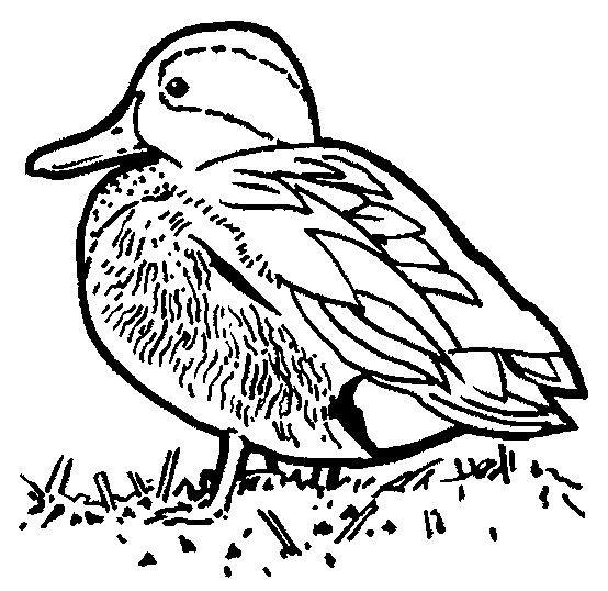 Раскраска: утка (Животные) #1473 - Бесплатные раскраски для печати