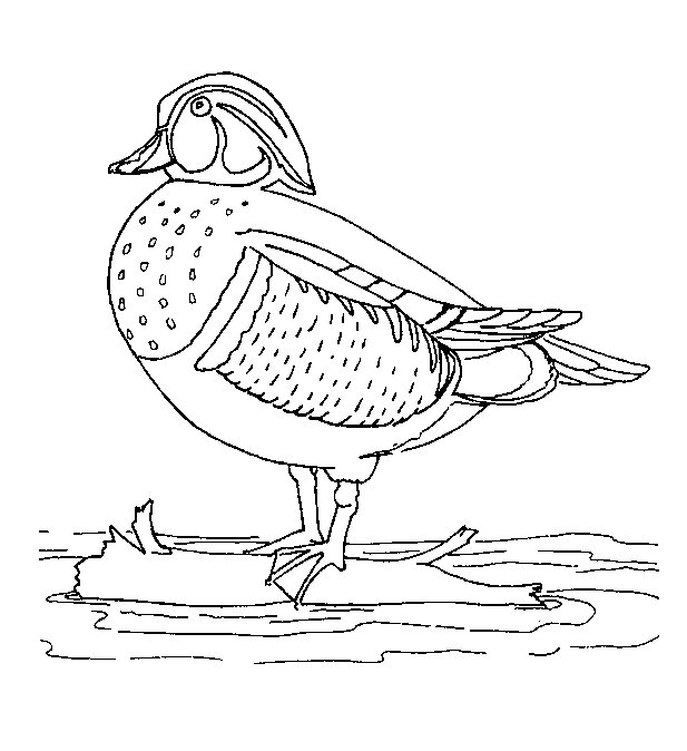 Раскраска: утка (Животные) #1478 - Бесплатные раскраски для печати