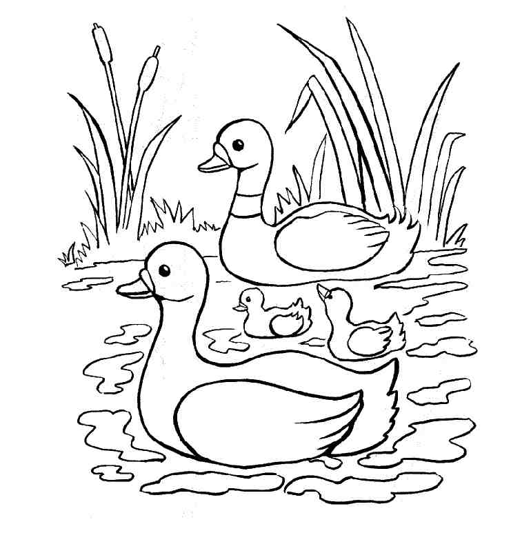 Раскраска: утка (Животные) #1487 - Бесплатные раскраски для печати