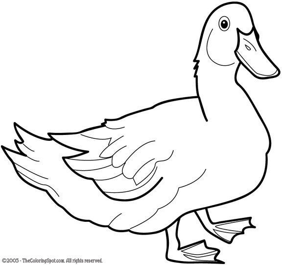 Раскраска: утка (Животные) #1490 - Бесплатные раскраски для печати