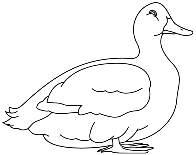 Раскраска: утка (Животные) #1503 - Бесплатные раскраски для печати
